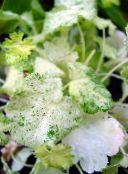 Trädgårdsväxter Heuchera, Korall Blomma, Korall Klockor, Alumroot dekorativbladiga vit