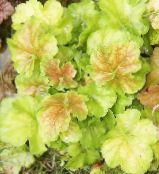 Záhradné rastliny Heuchera, Koralový Kvet, Koralové Zvony, Alumroot dekoratívne a listnaté svetlo-zelená