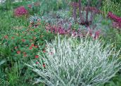 Φυτά κήπου Κορδέλα Γρασίδι, Φαλαρίδα, Καλτσοδέτες Κηπουρού δημητριακά, Phalaroides ποικιλόχρωμος