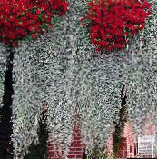 Plante de Gradina Argint Cade, Dichondra Argint, Argint Ponei-Picior, Kidneyweed plante ornamentale cu frunze, Dichondra argentea argintiu