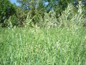 Duftende Hellig Gress, Sweetgrass, Seneca Gress, Vanilje Gress, Buffalo Gress, Zebrovka