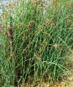  Tõsi Kaislat veetaimede, Scirpus lacustris roheline