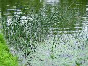  Le Vrai Scirpe les plantes de l'eau, Scirpus lacustris vert