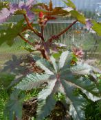 Castor Bean, Caster Oil Plant, Mole Bean, Higuera Infernal Leafy Ornamentals (burgundy,claret)