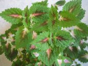 Садові Рослини Колеус Гібридний декоративно-листяні, Coleus зелений