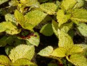 Coleus, Urzica Flacără, Urzica Pictat Plante Ornamentale Cu Frunze (galben)