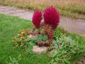 Trädgårdsväxter Kochia, Brinnande Buske, Sommar Cypress, Mexikansk Fireweed, Utsikts dekorativbladiga röd