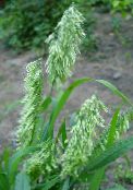 des plantes de jardin Goldentop des céréales, Lamarckia vert