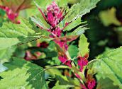 Vrtne Biljke Crvena Divlja Loboda, Planinski Špinat ukrasno lisnata, Atriplex nitens zelena