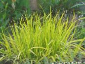 Vrtne Biljke Muhar Trave, Alopecurus žuta