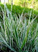 Striped Manna Grass, Reed Manna Grass Aquatic Plants (multicolor)