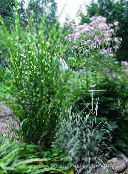 Bahçe Bitkileri Eulalia, Kızlık Çim, Çimen Zebra, Çince Silvergrass hububat, Miscanthus sinensis çok renkli