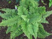 Hard shield fern, Soft shield fern  (green)