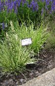 Aiataimed Lilla Moor Grass teravilja, Molinia caerulea roheline
