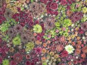 Садовые Растения Молодило суккулент, Sempervivum бордовый
