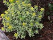 Puutarhakasvit Tyyny Spurge koristelehtikasvit, Euphorbia polychroma keltainen