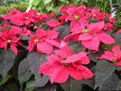 Kerti Növények Mikulásvirág, Noche Buena, , Karácsonyi Virág leveles dísznövények, Euphorbia pulcherrima sokszínű