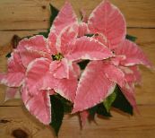 Aiataimed Jõulutäht Noche Buena, Christmas Lill lehtköögiviljad ilutaimed, Euphorbia pulcherrima mitmevärviline