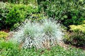 Садові Рослини Осоки Новозеландські злаки, Carex сріблястий