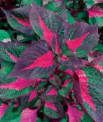 Ogrodowe Rośliny Perilla dekoracyjny-liście barwny