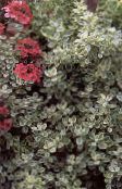 Градински цветя Plectostachys декоративни листни златист