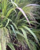 Садові Рослини Полевічка (Ерагростіс) злаки, Eragrostis світло зелений