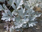 Градински цветя Див Пелин Джудже декоративни листни, Artemisia златист