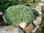 Záhradné rastliny Paliny Trpaslík dekoratívne a listnaté, Artemisia zlatý