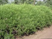 Plantas de Jardim Absinto, Artemísia cereais, Artemisia verde