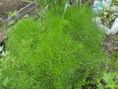 Plantas de jardín Prangos Trifida, Cachrys Alpina decorativo-foliáceo claro-verde