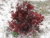 Plante de Gradina Dogwood Roșu-Barked, Dogwood Comun, Cornus burgundia
