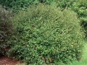 des plantes de jardin Chèvrefeuille Arbustif, Boîte De Chèvrefeuille, Chèvrefeuille Boxleaf, Lonicera nitida vert