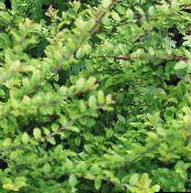 Haveplanter Shrubby Kaprifolium, Box Kaprifolium, Boxleaf Kaprifolium, Lonicera nitida grøn