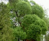 Vrtne Rastline Vrba, Salix svetlo-zelena