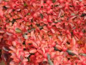 Le piante da giardino Horizontalis Cotoneaster, Cotoneaster horizontalis rosso