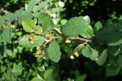 Φυτά κήπου Cotoneaster Αντιστάθμισης, Ευρωπαϊκό Cotoneaster πράσινος