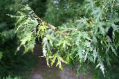 Garden Plants Maple, Acer silvery