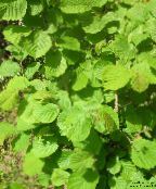 Trädgårdsväxter Hassel, Corylus grön