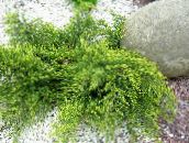 Градински цветя Хвойна, Сабина, Juniperus зелен