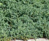 Plantas de jardín Enebro, Sabina, Juniperus azul claro