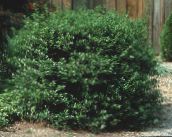 Gartenpflanzen Stechpalme, Schwarzerle, Amerikanische Holly, Ilex dunkel-grün