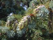 Vrtne Biljke Douglas, Oregon Bor, Jela Crvena, Žuta Jele, Smreke Lažna, Pseudotsuga zlatan