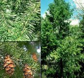 Trädgårdsväxter Douglasgran, Oregon Pine, Röd Gran, Gul Gran, Falsk Gran, Pseudotsuga grön