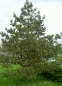 Plantas de jardín Pino, Pinus verde
