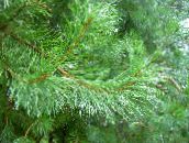 Gartenpflanzen Kiefer, Pinus grün