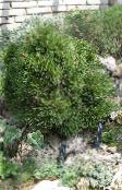 des plantes de jardin Pin, Pinus foncé-vert