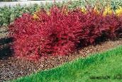 Gartenpflanzen Berberitze, Berberitze Japanese, Berberis thunbergii rot