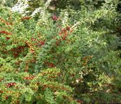 Ogrodowe Rośliny Berberys, Japońskie Berberysu, Berberis thunbergii zielony