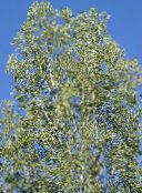 Vrtne Biljke Cottonwood, Topola, Populus svijetlo-zelena