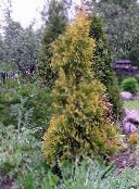 Le piante da giardino Tuia, Thuja giallo